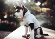 开云下载-篮网强势晋级魔术，拉文关键回合不手软，一场定义球队灵魂的淬火之战