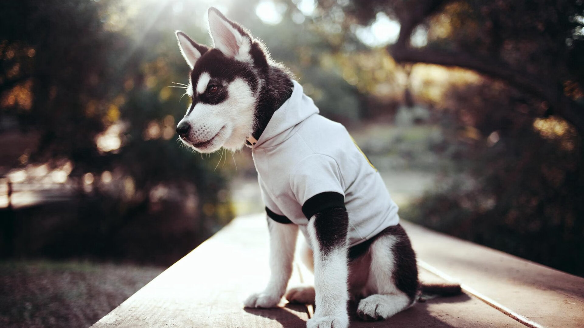 篮网强势晋级魔术，拉文关键回合不手软，一场定义球队灵魂的淬火之战